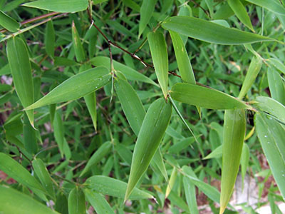 Bamboo Branches and Leaves
